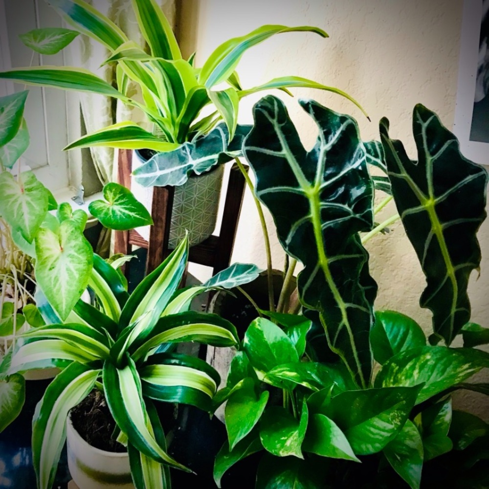 HOUSE PLANT CUTTINGS!! RARE Heartleaf Philodendron BRASIL Cutting, + many others